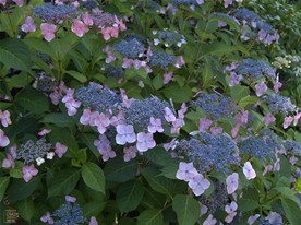 ビル群に挟まれた境内だが、梅雨の季節、あじさいなどの花が咲く。