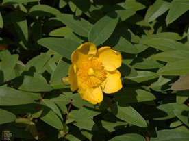 大巧寺を彩る花々。キンシバイ。