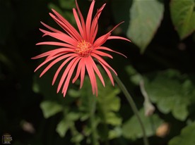 大巧寺を彩る花々。