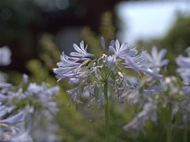 大巧寺境内のアガパンサス。