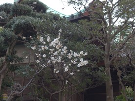 大巧寺境内の梅。この日、梅の花はあまり見かけなかった。