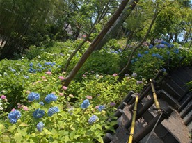2月時点ではハゲ山状態だった長谷寺の高台は梅雨になると紫陽花(あじさい)が斜面を覆うように咲く。