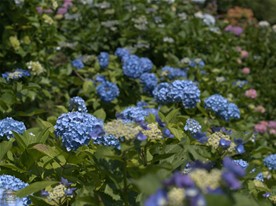 長谷寺のあじさい散策路の様子。