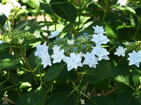 梅雨になれば本覚寺にも紫陽花（あじさい）が咲くが花数は多くはない。