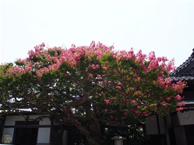 8月には百日紅が咲く。