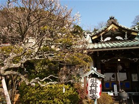 常栄寺本堂の手前に梅。