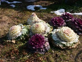 常栄寺の参道脇で見た植物。レタス？
