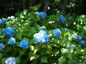 鎌倉文学館の庭には紫陽花(あじさい)も少し咲く。