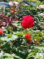 鎌倉文学館のバラ。文学館の情報によるとこの日は2割咲き。