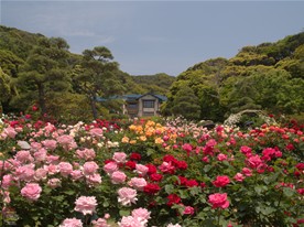 バラは結構背が高い