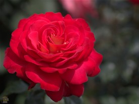 鎌倉文学館のバラ園には様々な種類が咲いているが、バラといわれてイメージするのがまずこの形かと。