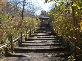 紅葉の季節の「あじさい名所」の石段。梅雨の風景を知っているだけにこの時期は殺風景に感じる。