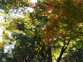 総門を潜ってすぐの辺りはまだ紅葉が進んでいない木もあった。