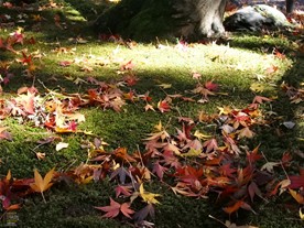 庭に落ちる紅葉。