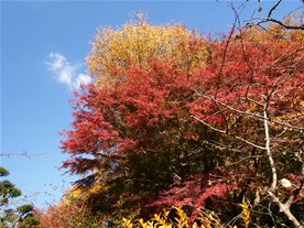 日当たりのよい場所では大分紅葉が進んでいる。