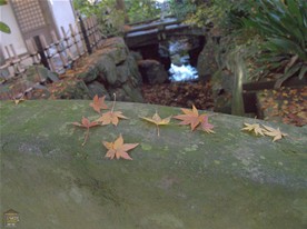 明月院の紅葉。