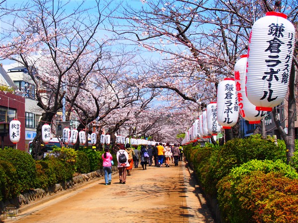 段葛 若宮大路 春は桜のトンネルと化す参道 鎌倉観光マップス