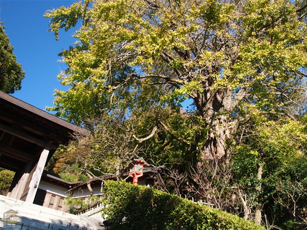 荏柄天神社 学問の神様を祀る神社 鎌倉観光マップス 荏柄天神社 学問の神様を祀る神社 鎌倉観光マップス