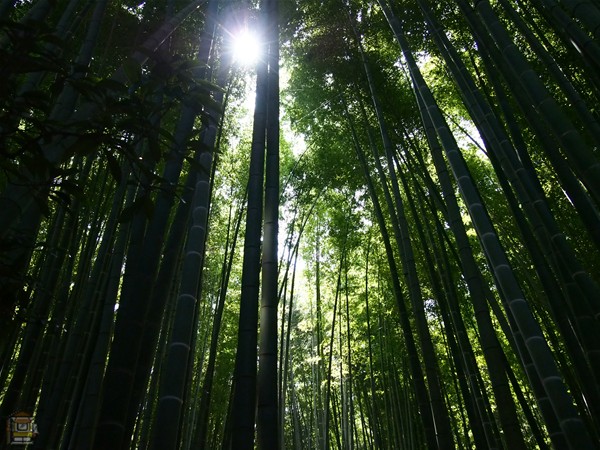 報国寺 海外でも称賛される美しい竹の庭 鎌倉観光マップス 報国寺 海外でも称賛される美しい竹の庭 鎌倉観光マップス