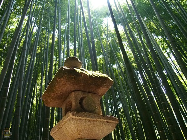 報国寺 海外でも称賛される美しい竹の庭 鎌倉観光マップス 報国寺 海外でも称賛される美しい竹の庭 鎌倉観光マップス