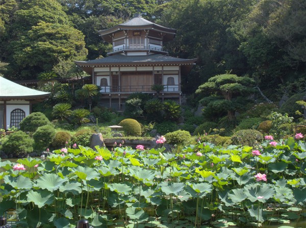 光明寺 ハスの名所 鎌倉四大寺 鎌倉観光マップス 光明寺 ハスの名所 鎌倉四大寺 鎌倉観光マップス