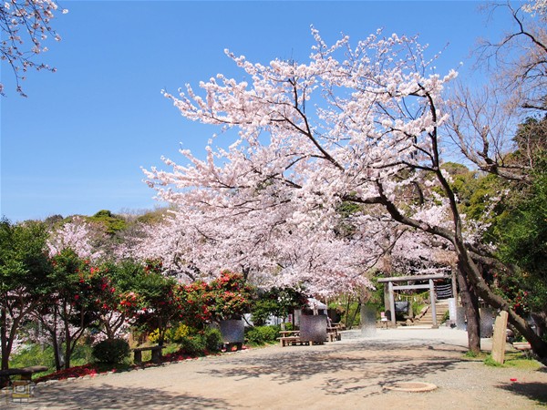 桜の名所