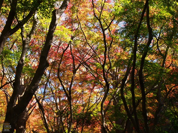 獅子舞 気軽に楽しめる山谷紅葉 鎌倉観光マップス