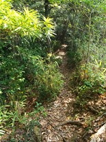 拝観料を納めた際に頂いた境内霊場案内（図）をもとに歩くとハイキングコースの様な裏山に入る。