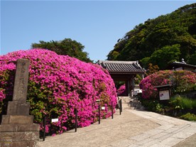 安養院がもっとも華やかになるのはゴールデンウィーク前後