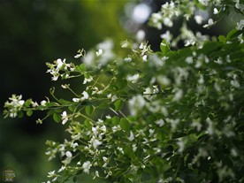 ピンクと白のハギが咲き並ぶ。この日は閉門日のため長寿寺の境内拝観はできず。