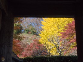 この日も閉門日のため長寿寺の境内拝観はできず、総門越しに紅葉の様子をうかがう。