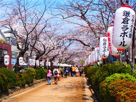 桜の花見をしながら鶴岡八幡宮に向かって歩く人々。