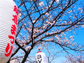 桜は快晴の空との相性が非常に良い。