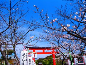 500メートルほど歩くと鶴岡八幡宮の本殿が見えてくる。