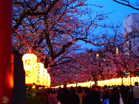 参道の提灯に照らされる満開の桜。夜も多くの人が花見をする。