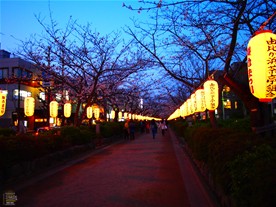 段葛の大規模改修工事（2016年3月終了）で恐らく桜についても手入れをすると思うので少し期待したい。