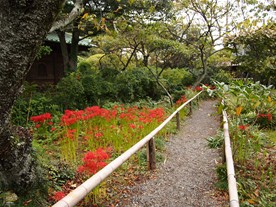 英勝寺は彼岸花（ヒガンバナ）の名所として知られており、多くの彼岸花（ヒガンバナ）が庭に植えられている。