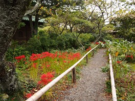 鎌倉の花の寺社を巡る散策コース 観光スポット紹介 鎌倉観光マップス 鎌倉の花の寺社を巡る散策コース 観光スポット紹介 鎌倉観光マップス