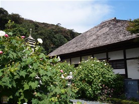 9月下旬。円覚寺では夏の花フヨウが咲いていた。