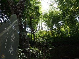 円覚寺の如意庵付近にある竹。