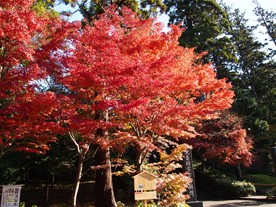 晩秋になると円覚寺は紅葉の名所となる。
