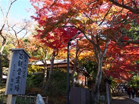 紅葉の時期の境内の美しさは格別なもの。