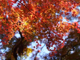 境内で紅葉する楓の葉。