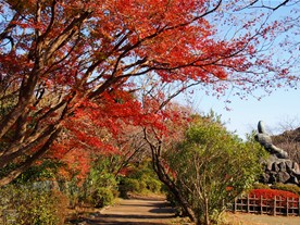 頼朝像背後にある通りの紅葉。この日の源氏山の中では、この周辺が最も紅葉していた。