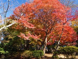 所々に紅葉する木が見られた。