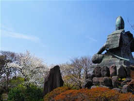 源氏山公園の桜（ソメイヨシノ）のメインスポットは頼朝像周辺と葛原岡神社周辺。こちらは頼朝像周辺の様子。頼朝様もお花見。