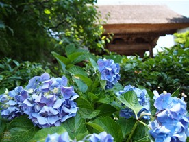 極楽寺は境内の撮影が禁止されているため、撮影できるのは総門前まで。「頭でっかち」な形をした茅葺の総門は季節毎に旬の花で彩られる。梅雨の時期は紫陽花。