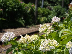 人が多いので良い場所を押さえることは難しい。撮影はしてみたものの紫陽花も電車もともにピントズレのため掲載は省略。電車が過ぎてもベストポジションを陣取っていた人々が動かなかったのでその場を退く。