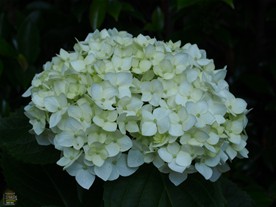 境内にも紫陽花は咲く。この日はこの白い紫陽花と…