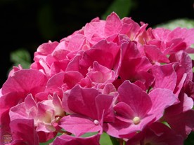 そして、こちらの紅い紫陽花が印象的だった。